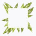 Palm tree square background, copyspace for tropical themed card decor Royalty Free Stock Photo