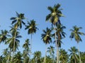 Palm tree of sri lankan naturalphotos