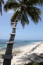 Palm tree with stairs