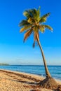 A palm tree is standing on a beach with a clear blue sky above Royalty Free Stock Photo