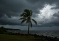 Palm Tree Standing Strong Against the Approaching Storm Over the Ocean Royalty Free Stock Photo