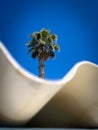 palm tree stands behind a roof and cor blue sky Royalty Free Stock Photo