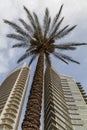 A palm tree stands in front of two of Beirut\'s waterfront modern buildings Royalty Free Stock Photo