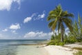 Palm Tree on Starfish Point Royalty Free Stock Photo