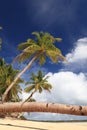 Palm tree stem detail on tropical beach