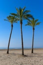 Palm trees at Cullera Beach
