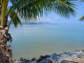 Palm tree on the stone beach as background. Koh Samui, Thailand. Royalty Free Stock Photo