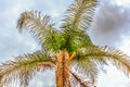 Palm Tree and Stormy Sky Royalty Free Stock Photo