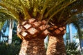 Palm tree strains in Valencia