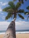 Palm tree stretching towards the ocean