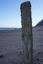 Palm tree stump on the shore of the Red Sea in the Gulf of Aqaba. Dahab, South Sinai Governorate, Egypt Royalty Free Stock Photo