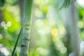 Palm tree in summer with beautiful bokeh. Royalty Free Stock Photo