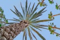 Palm tree, summer blue sky. view paradise