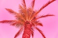 Palm tree on summer card toned in pink & orange pastel colors.