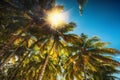 Palm tree, sun and blue sky, beautiful tropical background Royalty Free Stock Photo