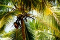 palm tree with sun Royalty Free Stock Photo
