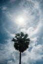 Palm tree with sunlight halo and clouds in blue sky Royalty Free Stock Photo