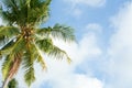 Palm tree on the sunny blue sky with white clouds Royalty Free Stock Photo