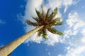 Palm tree with sunny day. Jungle of Thailand. Koh Samui island. Royalty Free Stock Photo