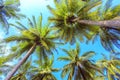 Palm tree with sunny day. Jungle of Thailand. Koh Samui island. Royalty Free Stock Photo