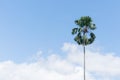 Palm tree in a sunny day Royalty Free Stock Photo