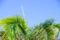 Palm tree on a sunny day in sharm el sheikh close-up Royalty Free Stock Photo