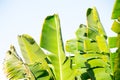 Palm tree on a sunny day in sharm el sheikh close-up Royalty Free Stock Photo