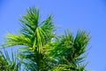 Palm tree on a sunny day in sharm el sheikh close-up Royalty Free Stock Photo