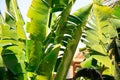 Palm tree on a sunny day in sharm el sheikh close-up Royalty Free Stock Photo