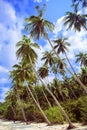 Palm tree with sunny day. Thailand. Koh Samui island. Royalty Free Stock Photo