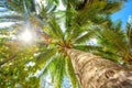 Palm tree with sunny day. Thailand. Koh Samui island. Royalty Free Stock Photo
