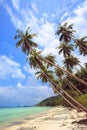 Palm tree with sunny day. Thailand, Koh Samui island. Royalty Free Stock Photo