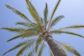 Palm tree in a sunny summer day Royalty Free Stock Photo