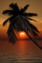 Palm tree sunset Royalty Free Stock Photo