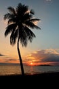 Palm Tree at sunset