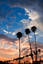 Palm Tree Sunset