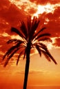 Palm tree at sunset. Royalty Free Stock Photo