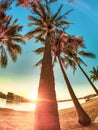 Palm Tree at Sunset on Budds Beach Royalty Free Stock Photo