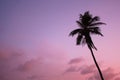 Palm tree sunset coconut trees ocean view tropical California Caribbean scenic stock photo with copy space pink purple