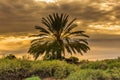 Palm tree during sunset Dalhousi Springs, Witjira National Park, South Australia against sky with clous