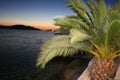 Palm tree Royalty Free Stock Photo