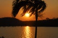 Palm tree sunset over a lake. Royalty Free Stock Photo