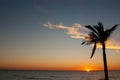 Palm tree at sunset Royalty Free Stock Photo