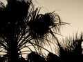 Palm tree at sunset sky. Timelapse of palm tree at sunset. Silhouette of palm leaves against golden sky