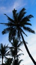 Palm tree on sunset sky