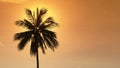 Palm tree at sunset. The sun hides behind a lonely palm tree in the yellow evening sky. Royalty Free Stock Photo