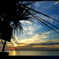 Palm tree sunset Royalty Free Stock Photo