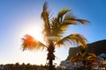 Palm tree at sunset in Tenerife, Canary Islands, Spain Royalty Free Stock Photo