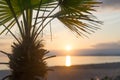 Palm tree at sunset