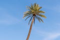 Palm tree in sunshine against blue sky Royalty Free Stock Photo